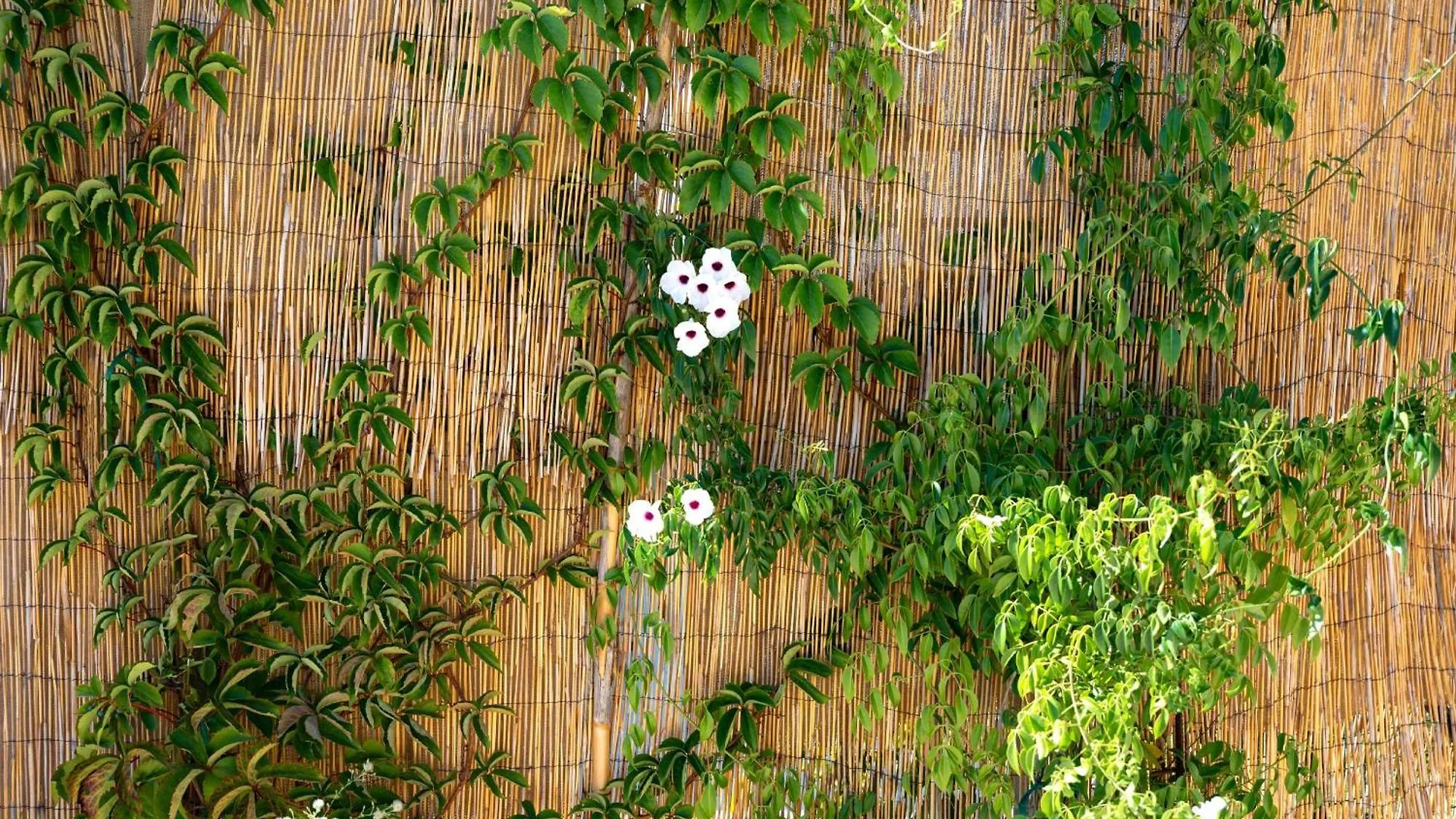 Villa Antreas Mentoros Karavados 0*,